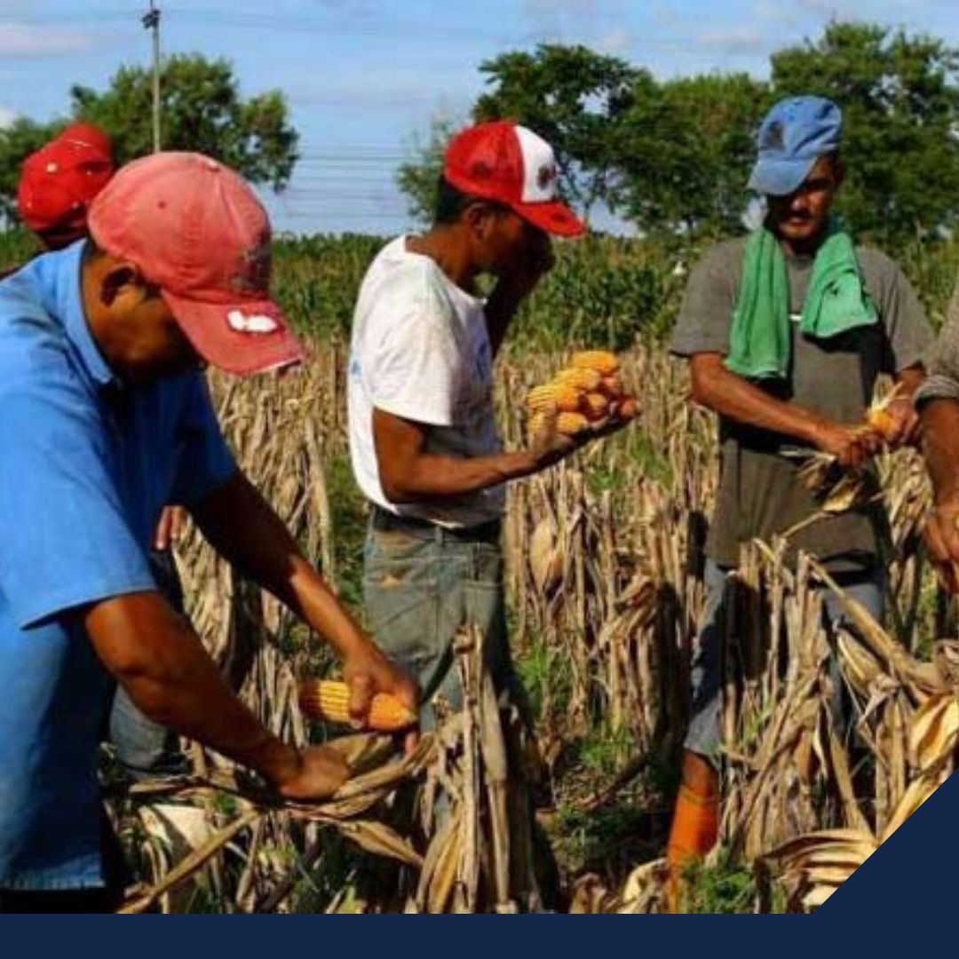 Ante precios altos en el maíz, México debe importar el 40% que requiere su población