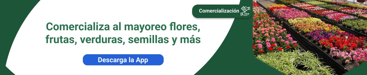 Comercialización mayoreo y productos FLORES