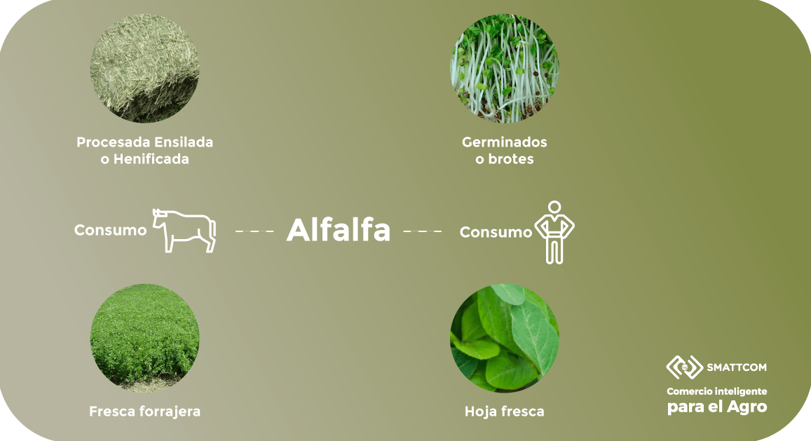 Consulta precios de Alfalfa Forrajera Verde y comercialízala en Smattcom