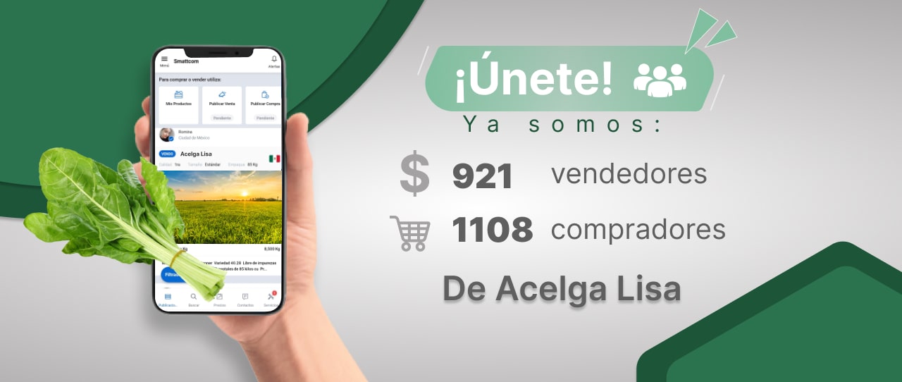 Consulta el Precio de Acelga Lisa y comercialízalo en Smattcom