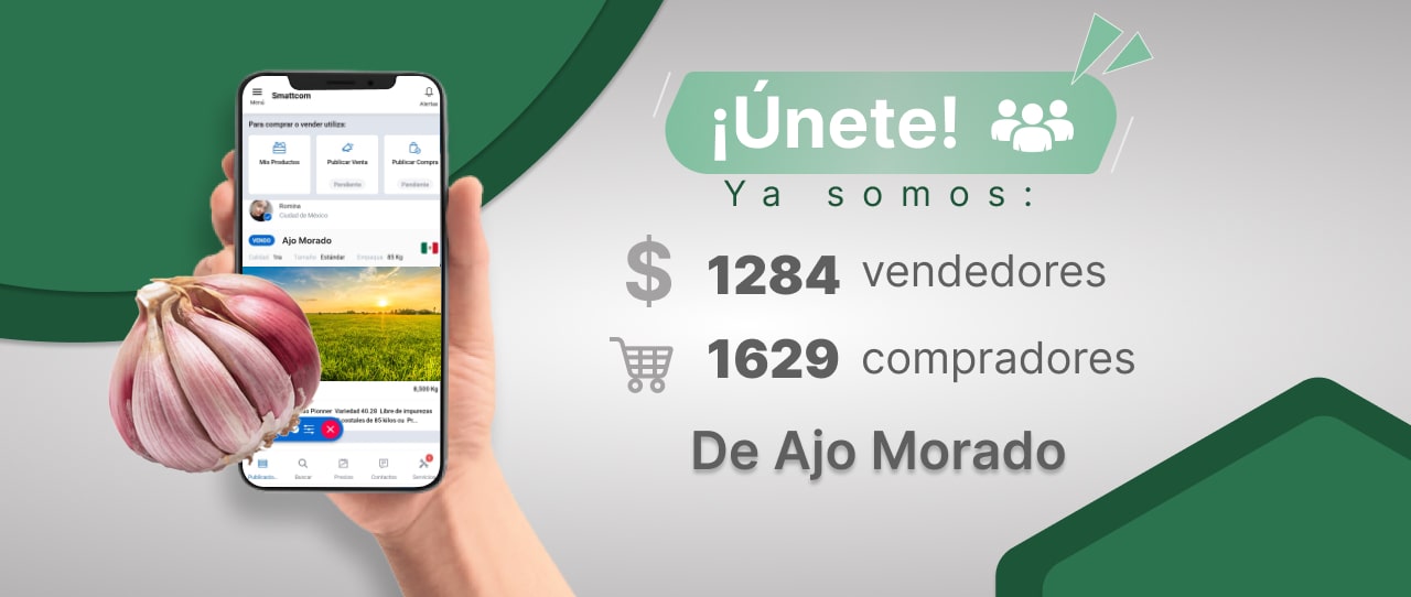 Consulta precios de Ajo Morado y comercialízalo en Smattcom