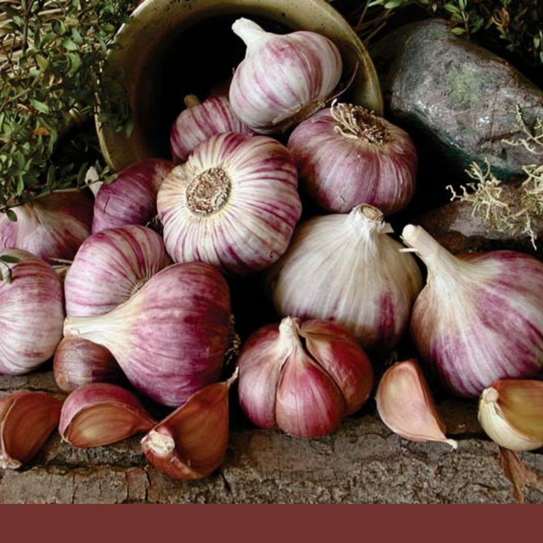 Consulta precios de Ajo Morado y comercialízalo en Smattcom