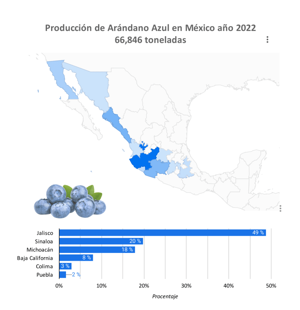 producción arándano