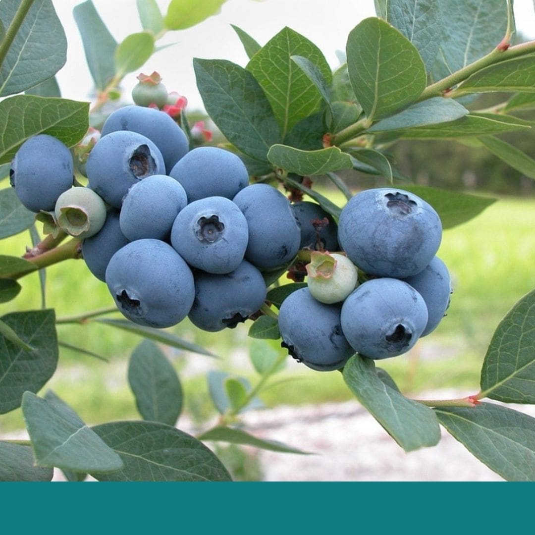 Consulta precios de Arándano Azul y comercialízalo en Smattcom