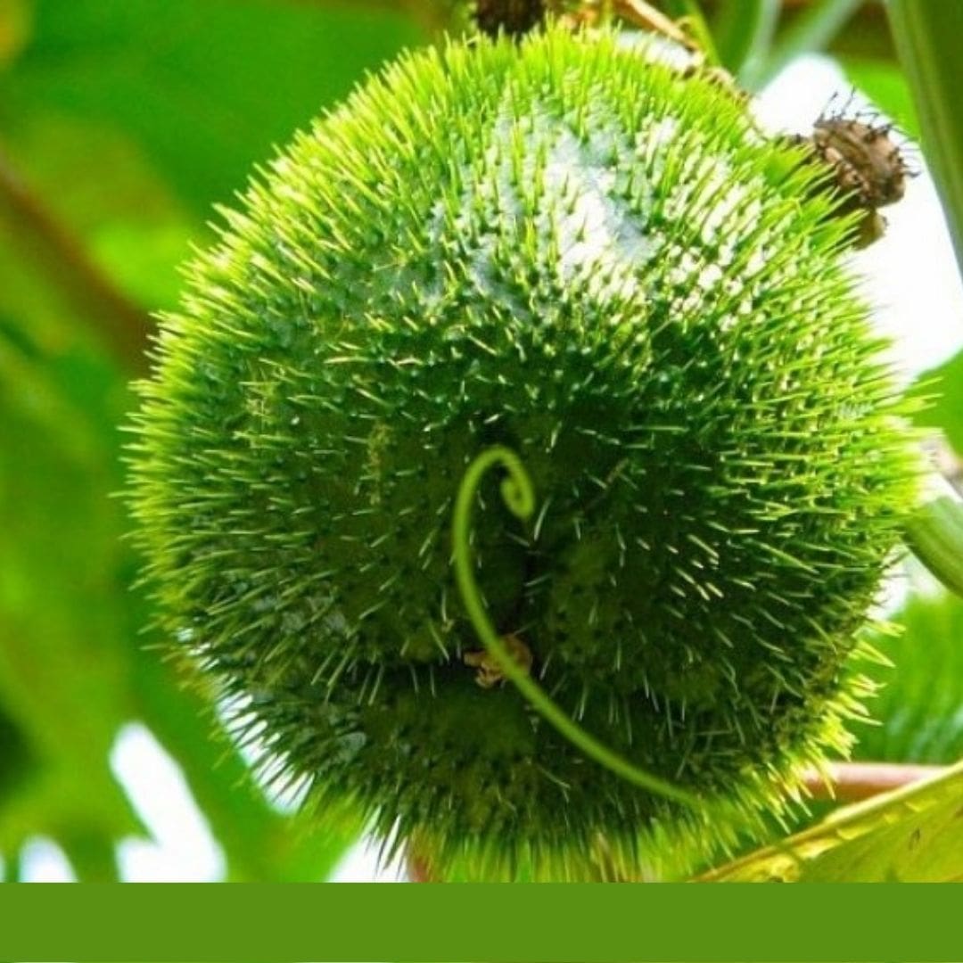 Consulta precios de Chayote sin Espinas y comercialízalo en Smattcom