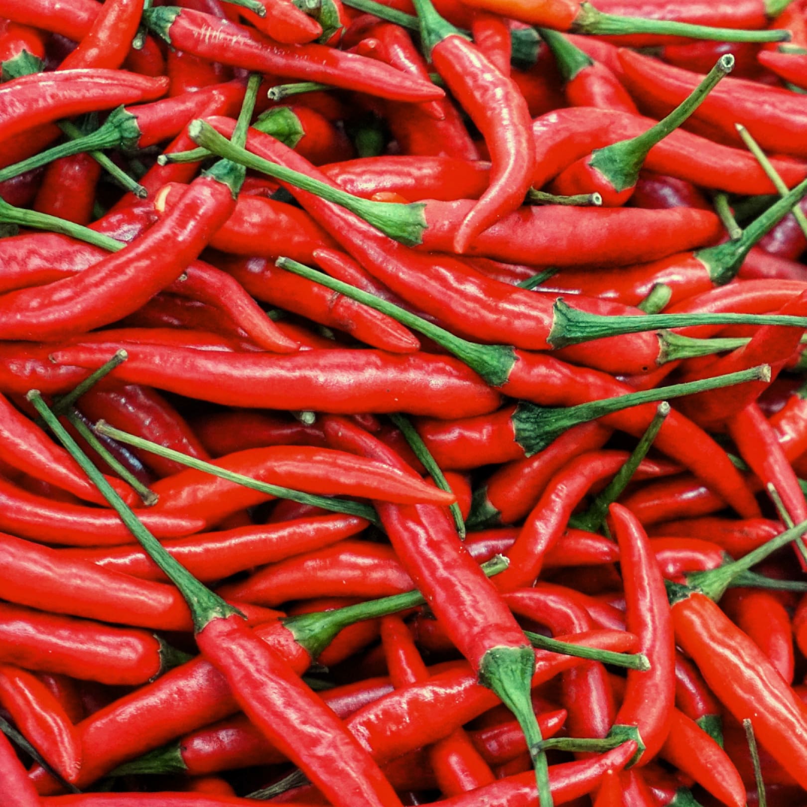 Consulta precios de Chile de Árbol Fresco y comercialízalo en Smattcom