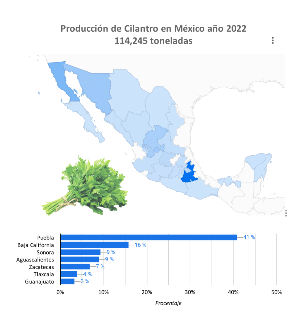 producción cilantro