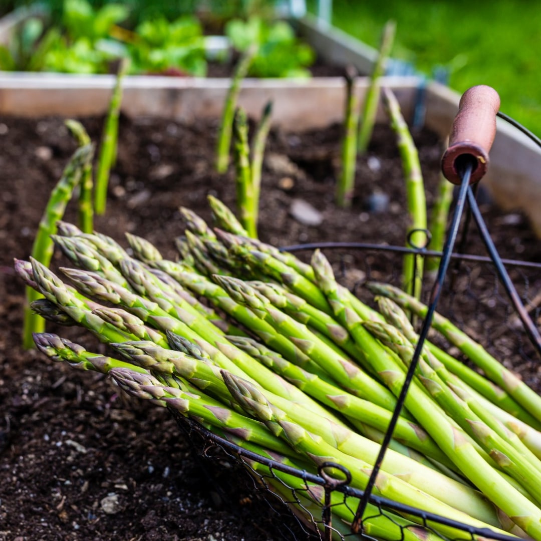 Consulta precios de Espárrago Verde y comercialízalo en Smattcom