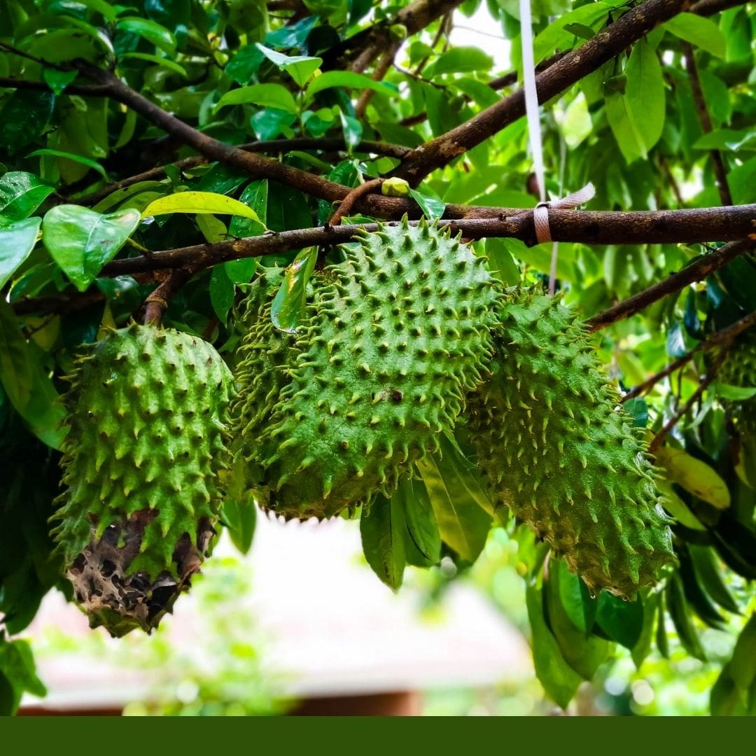 Consulta precios de Guanábana y comercialízala en Smattcom