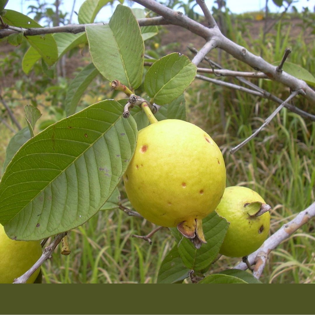 Consulta precios Guayaba y comercialízala en Smattcom