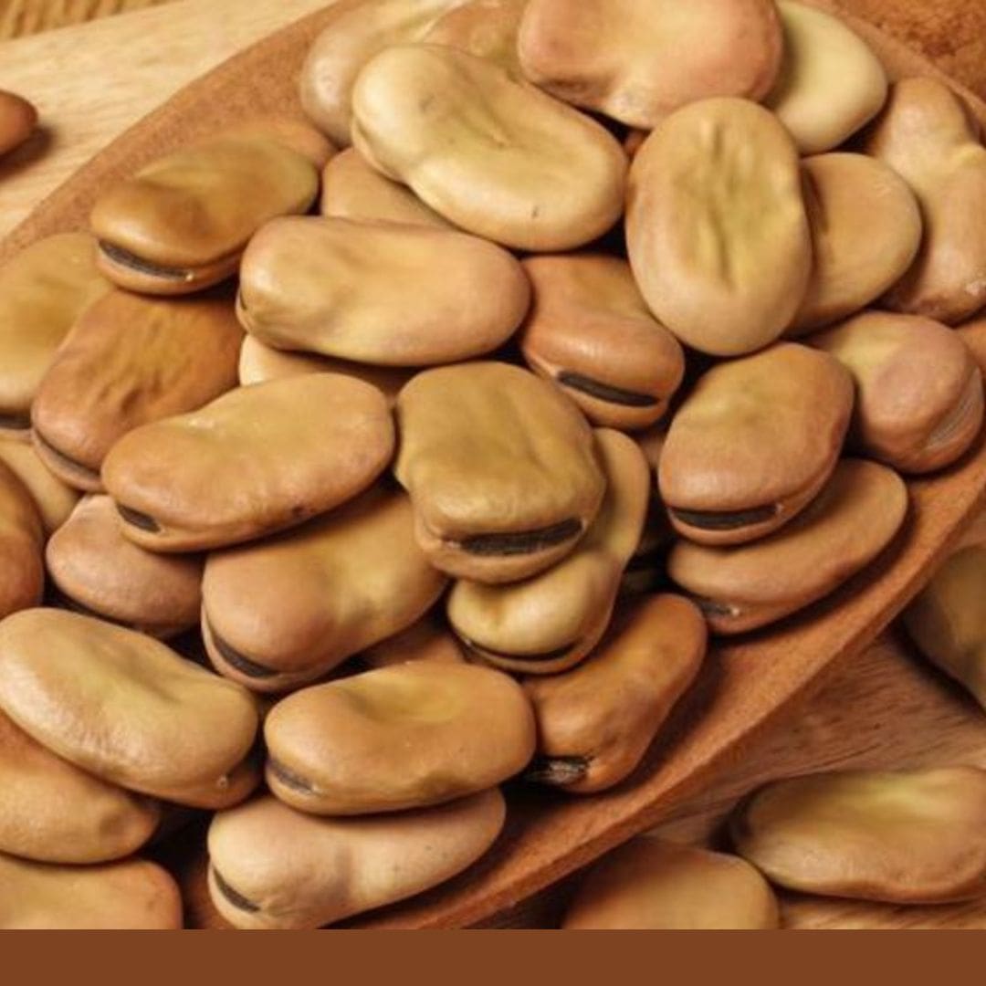 Consulta precios de Haba Seca y comercialízala en Smattcom