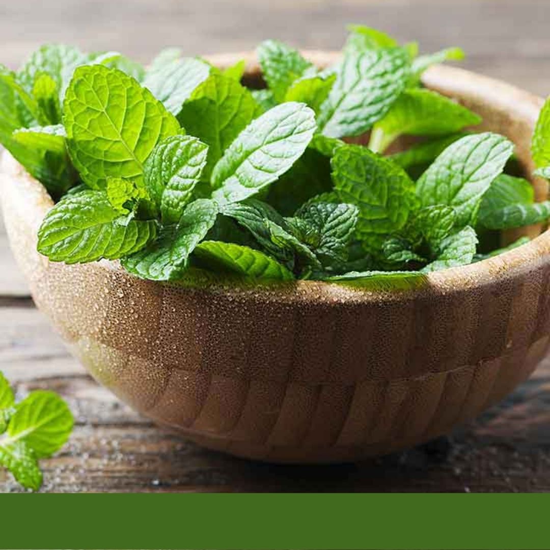 Consulta precios de Hierbabuena y comercialízala en Smattcom