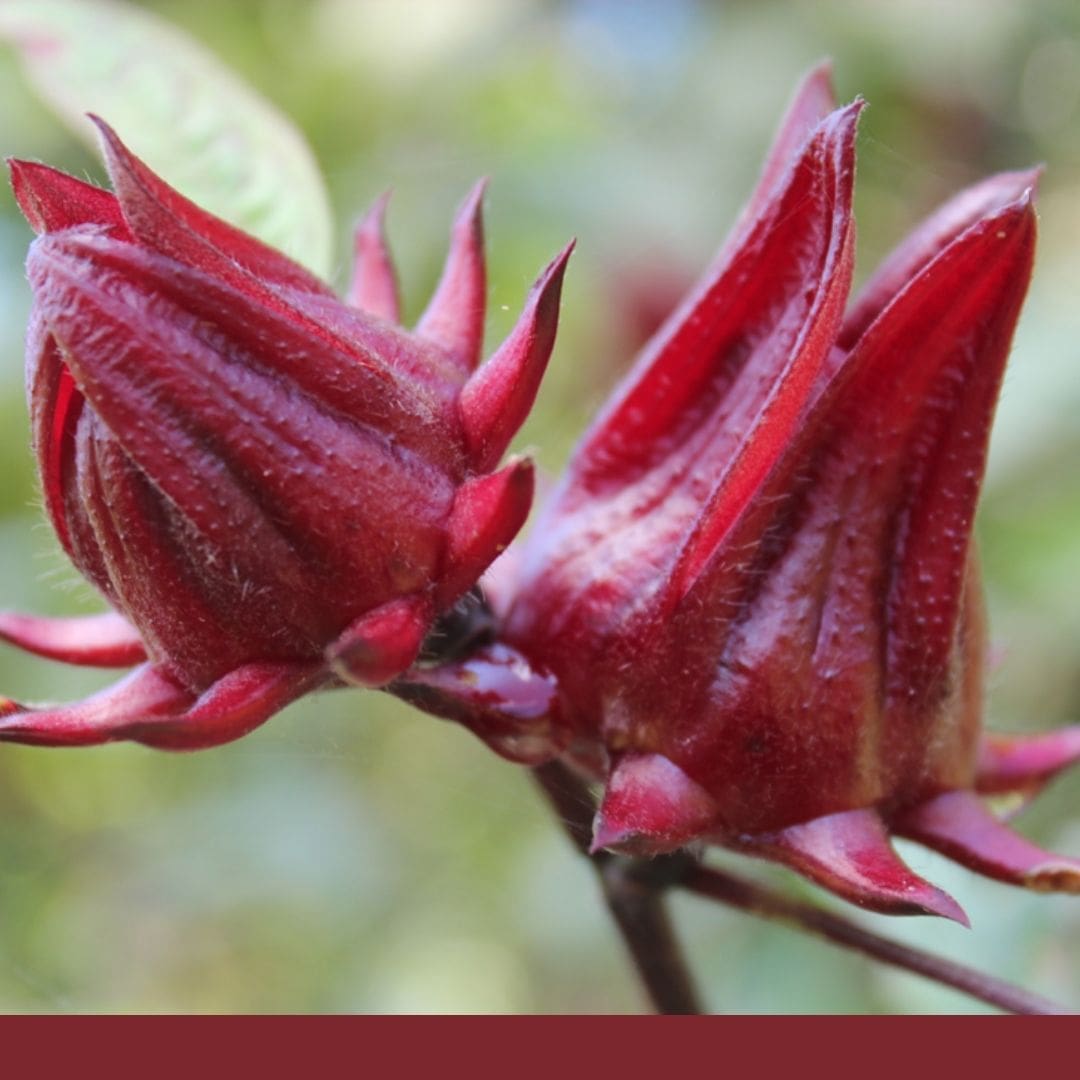 Consulta precios de Jamaica y comercialízala en Smattcom