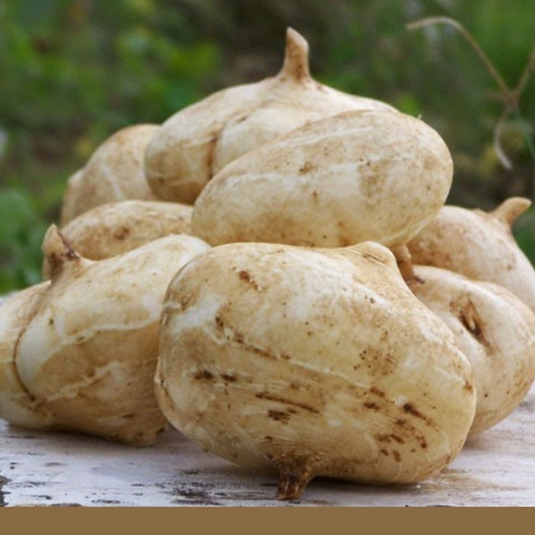 Consulta precios de Jícama y comercialízala en Smattcom