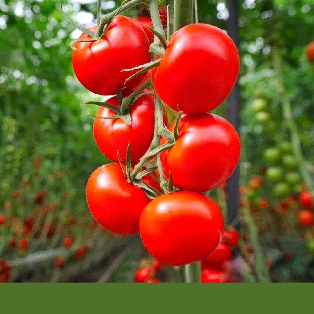 Consulta precios de Jitomate Bola y comercialízalo en Smattcom