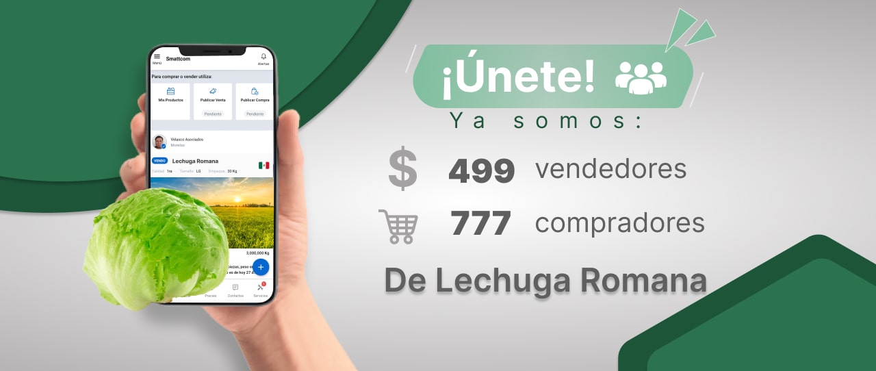 Consulta precios de Lechuga Romana y comercialízala en Smattcom