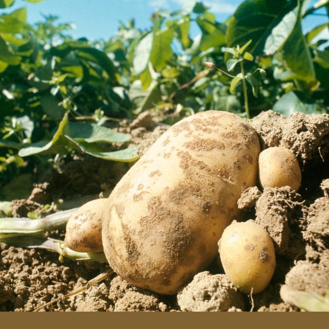 Consulta precios de Papa Alpha y comercialízala  en Smattcom