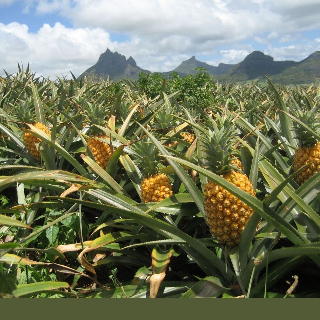 Consulta precios de Piña Miel y comercialízala en Smattcom