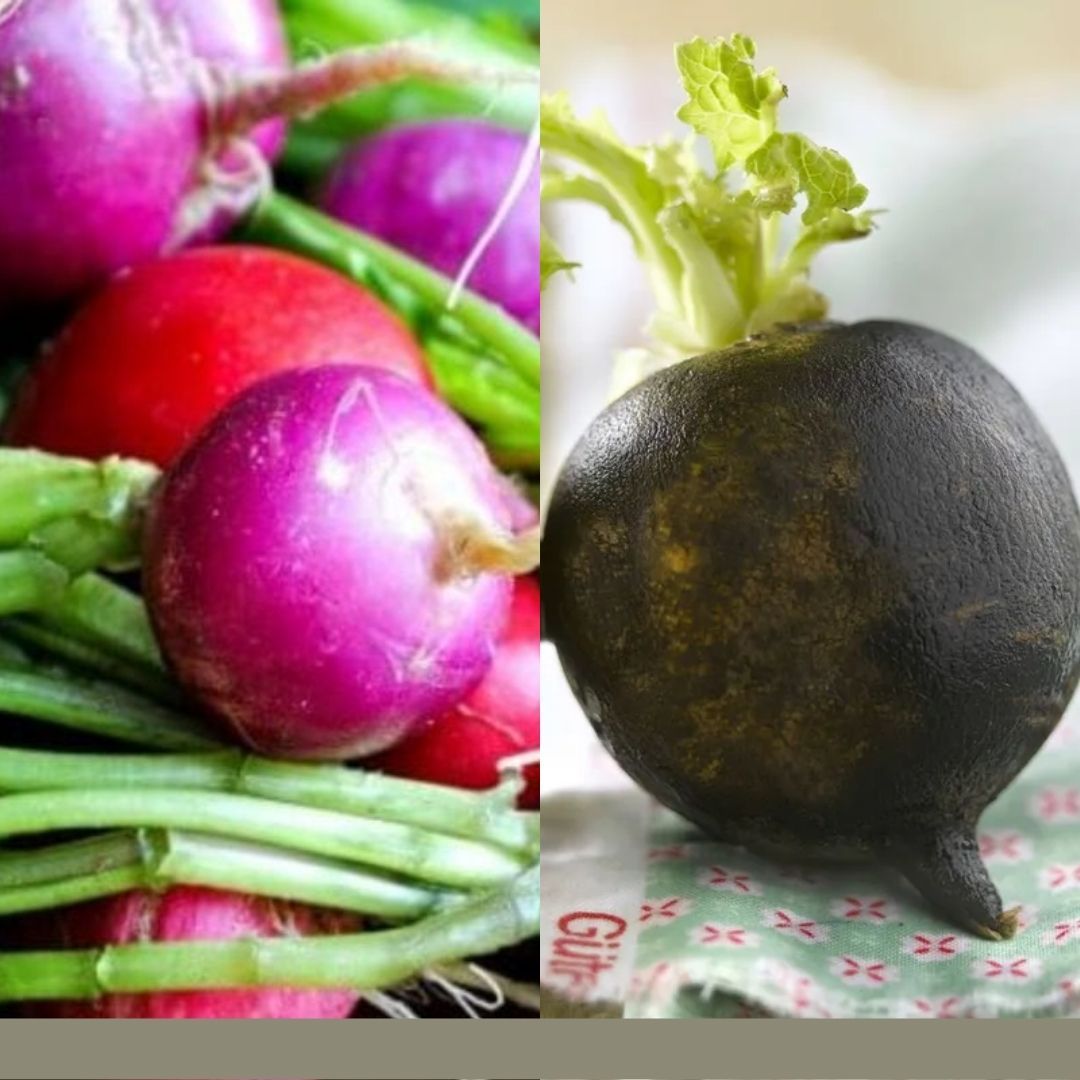 Consulta precios de Rábano y comercialízalo  en Smattcom