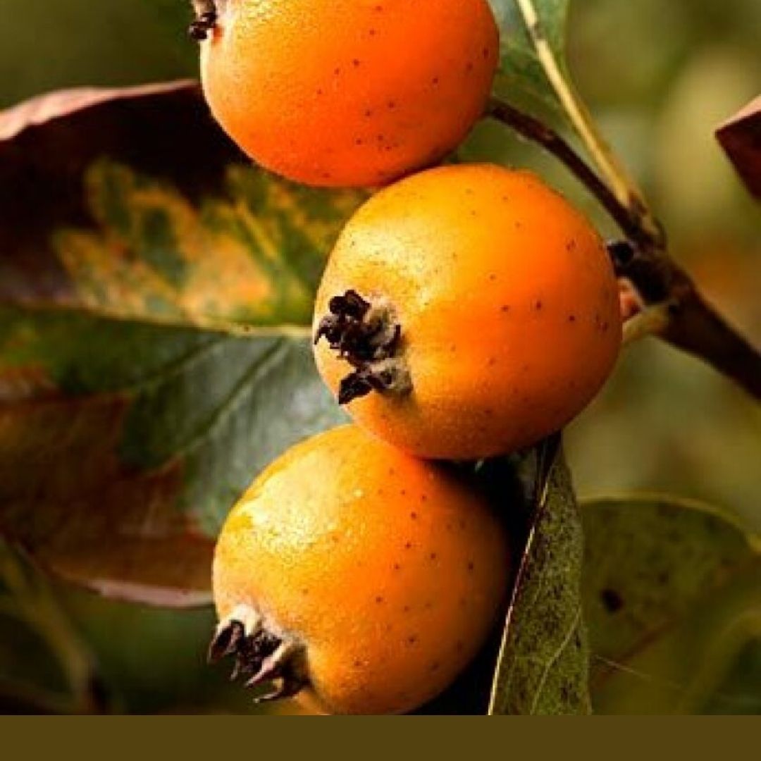 Consulta precios de Tejocote y comercialízalo  en Smattcom