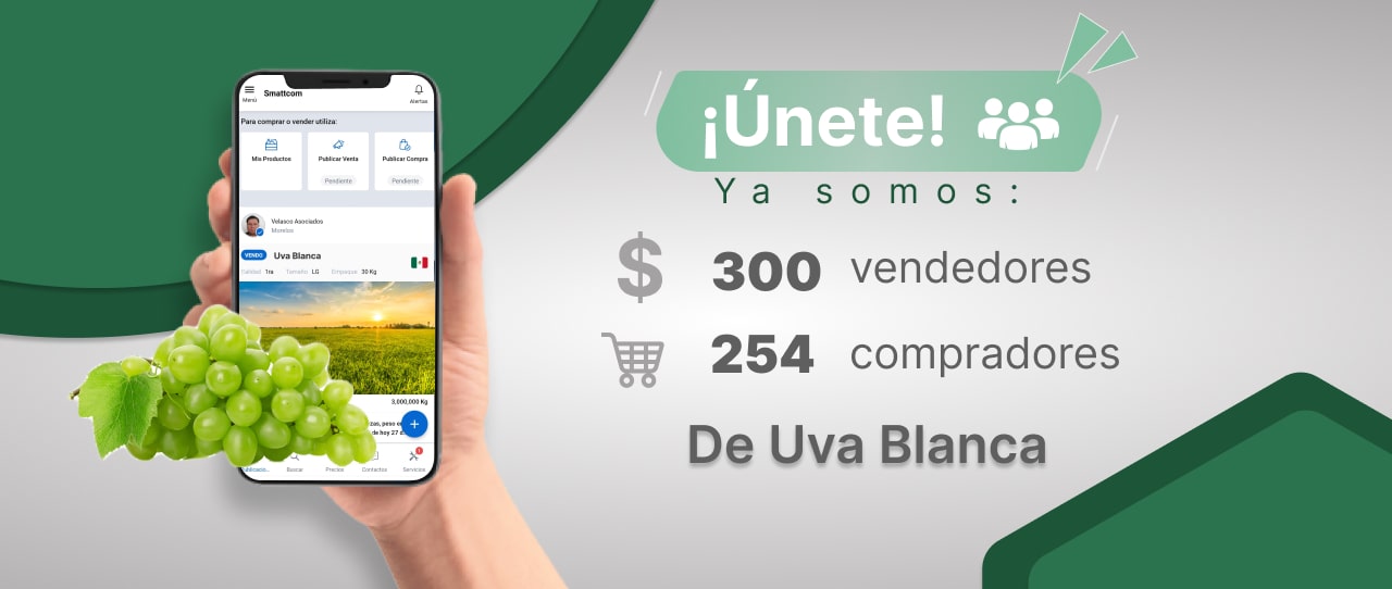 Consulta el Precio de Acelga Lisa y comercialízalo en Smattcom