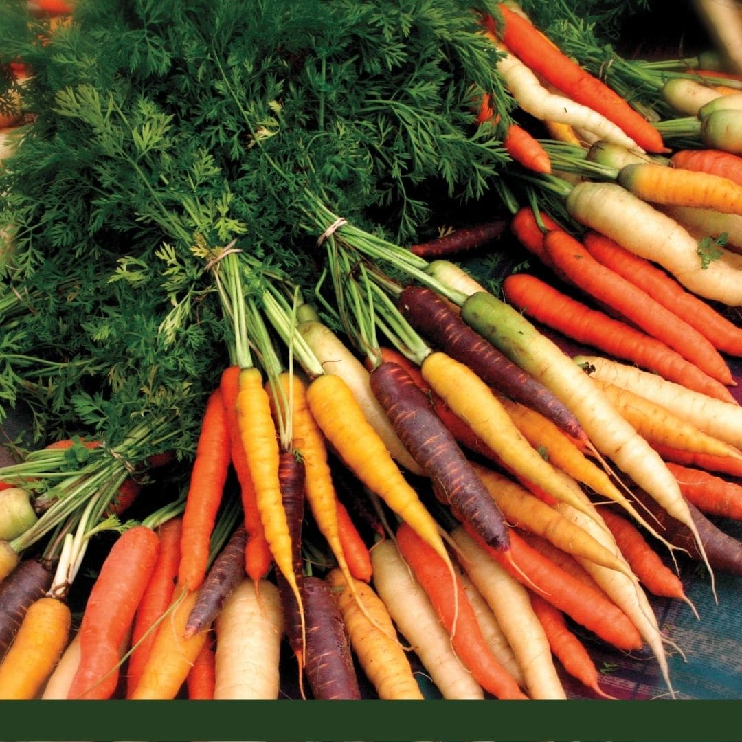 Consulta precios de Zanahoria y comercialízala en Smattcom