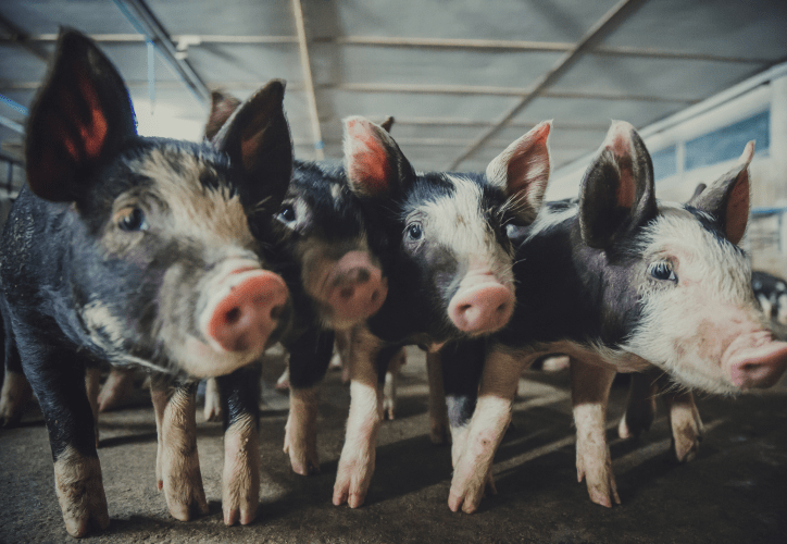 Carne de cerdo: tradición que impulsa a México | Smattcom