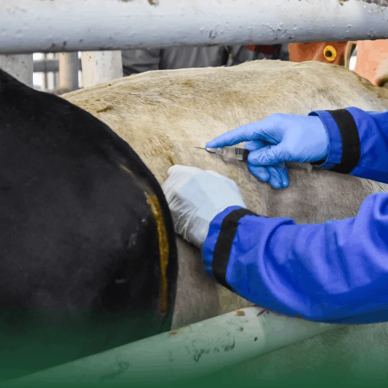 Gusano Barrenador del Ganado