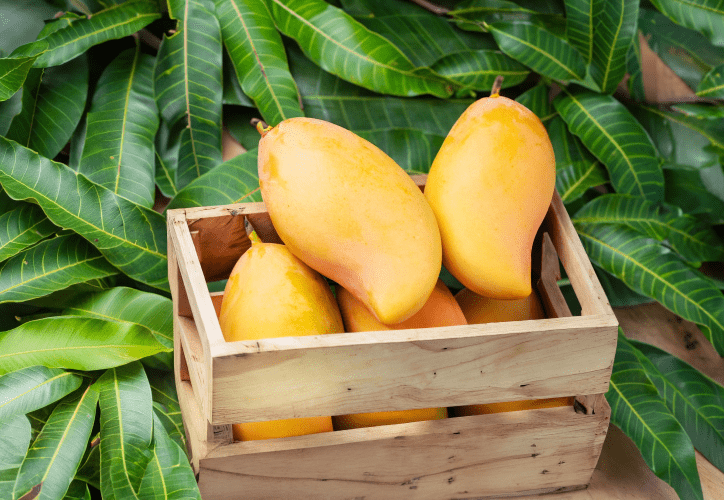 El mango, rey indiscutible de las frutas tropicales | Smattcom