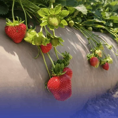 Fresa mexicana en la mira de EUA