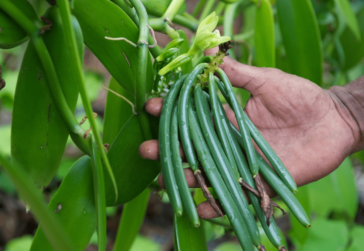 México, tercer productor de vainilla a nivel mundial | Smattcom