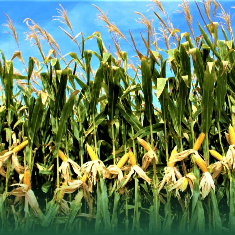 El maíz pierde mercado en el mundo