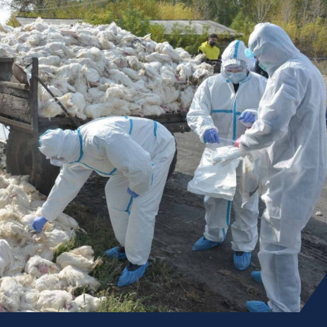 Más de 800 mil pollos son sacrificados por brote de gripe aviar en Aguascalientes