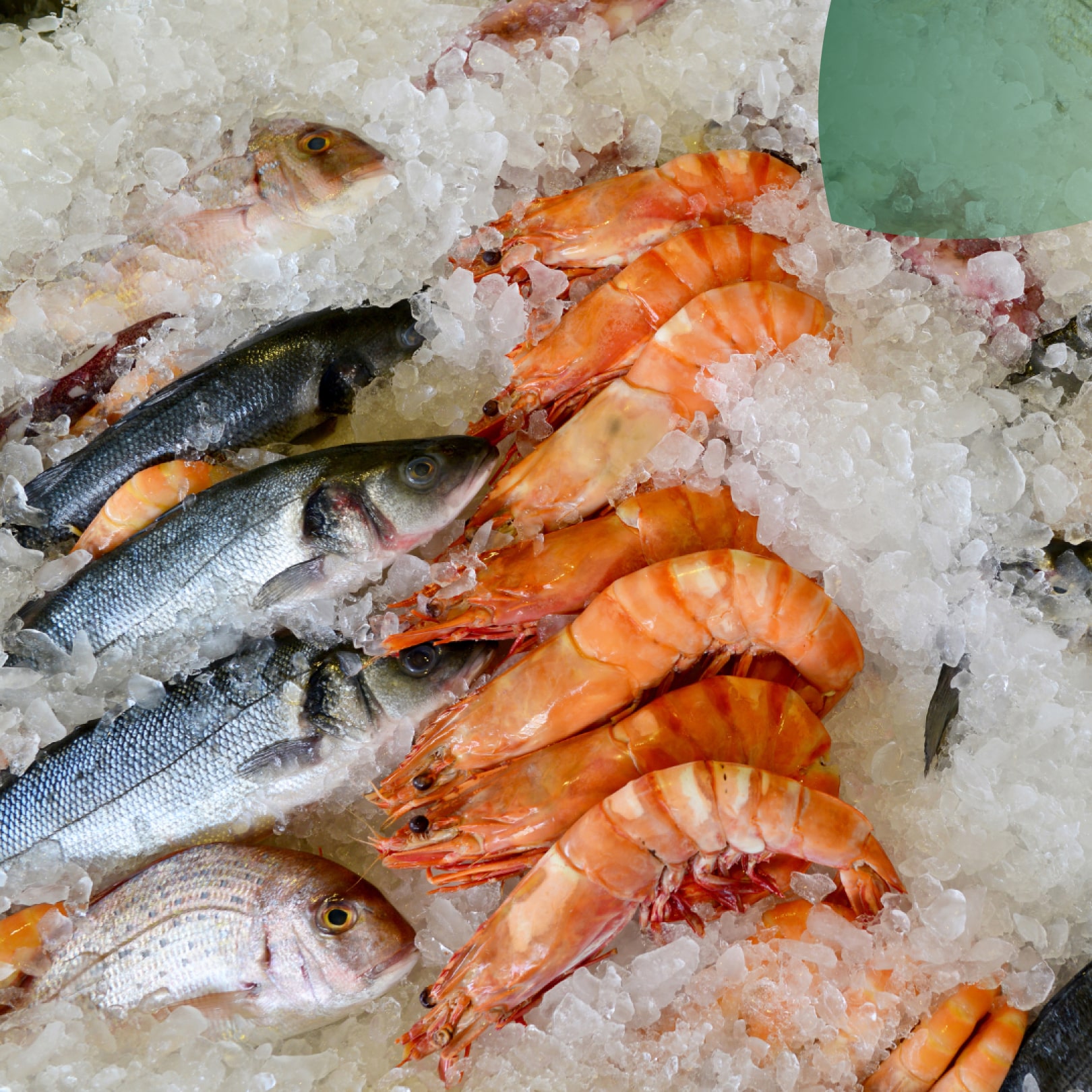 La Acuicultura y su importancia