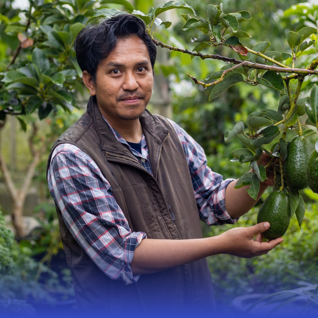 Aguacate, un sabor que conquista al mundo