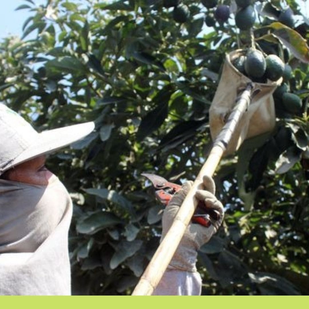 El precio del kilo de Aguacate Hass esta por las nubes