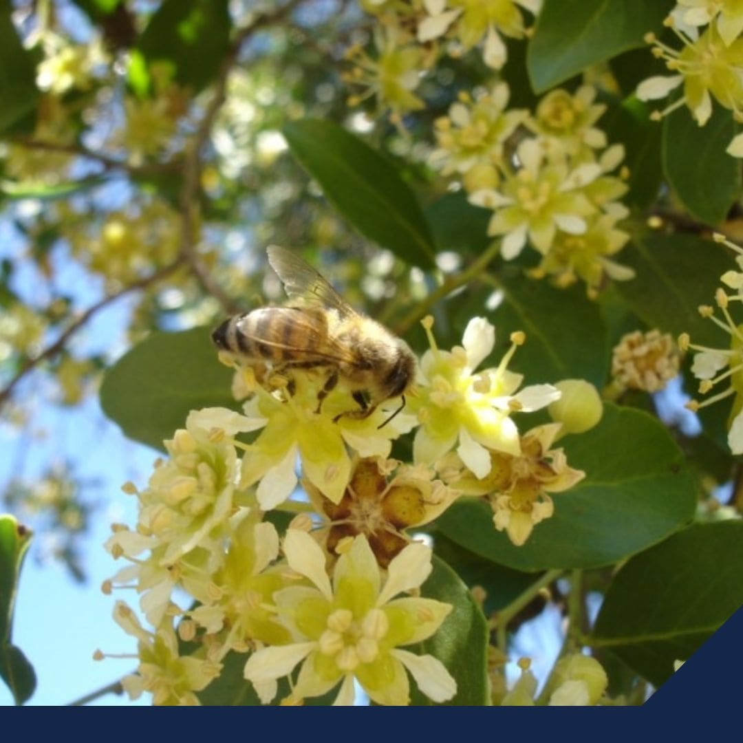 Alerta en Colima por la muerte de millones de abejas deja graves consecuencias para la producción de miel y alimentos