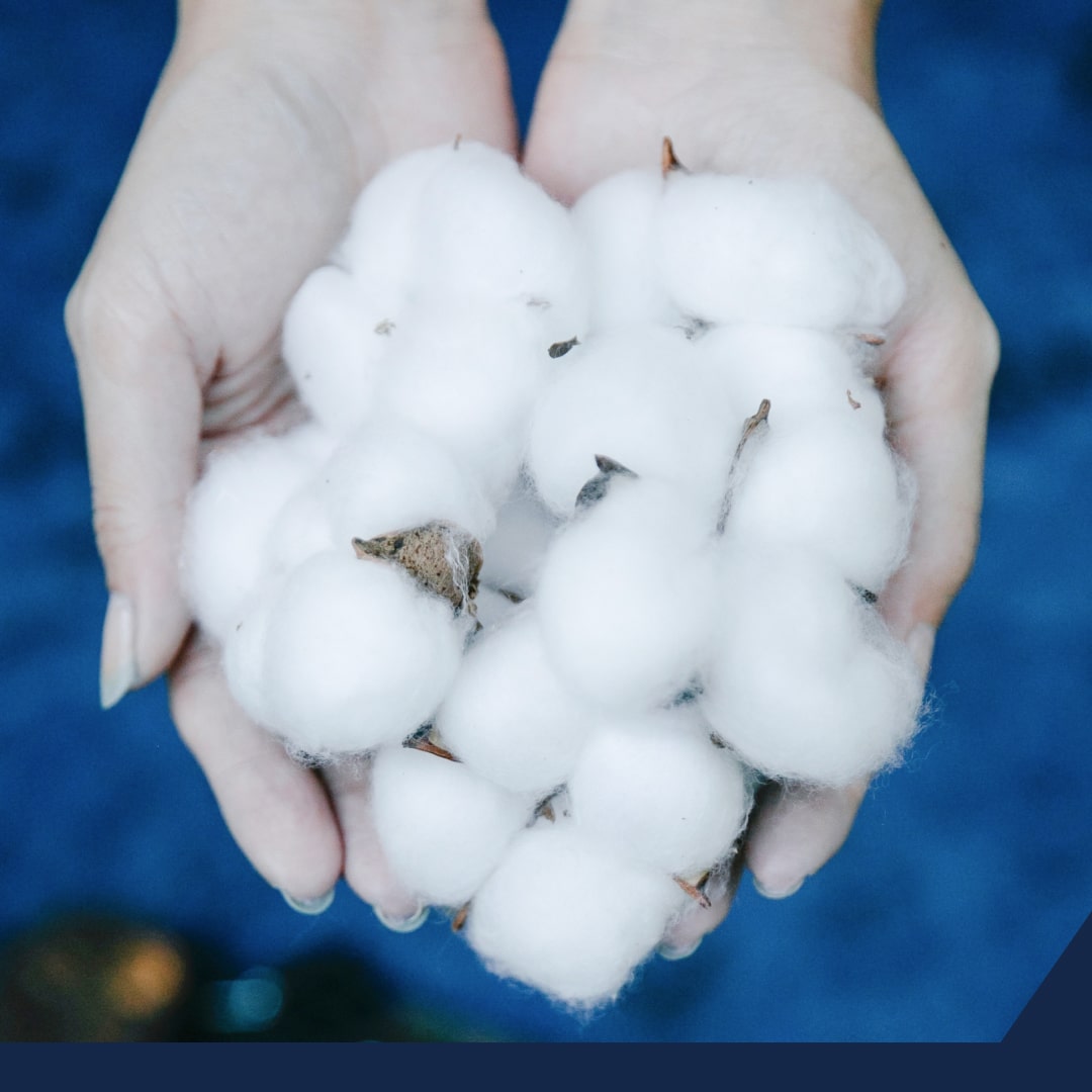 Afectación drástica en el cultivo de algodón mexicano tras la prohibición de semillas transgénicas