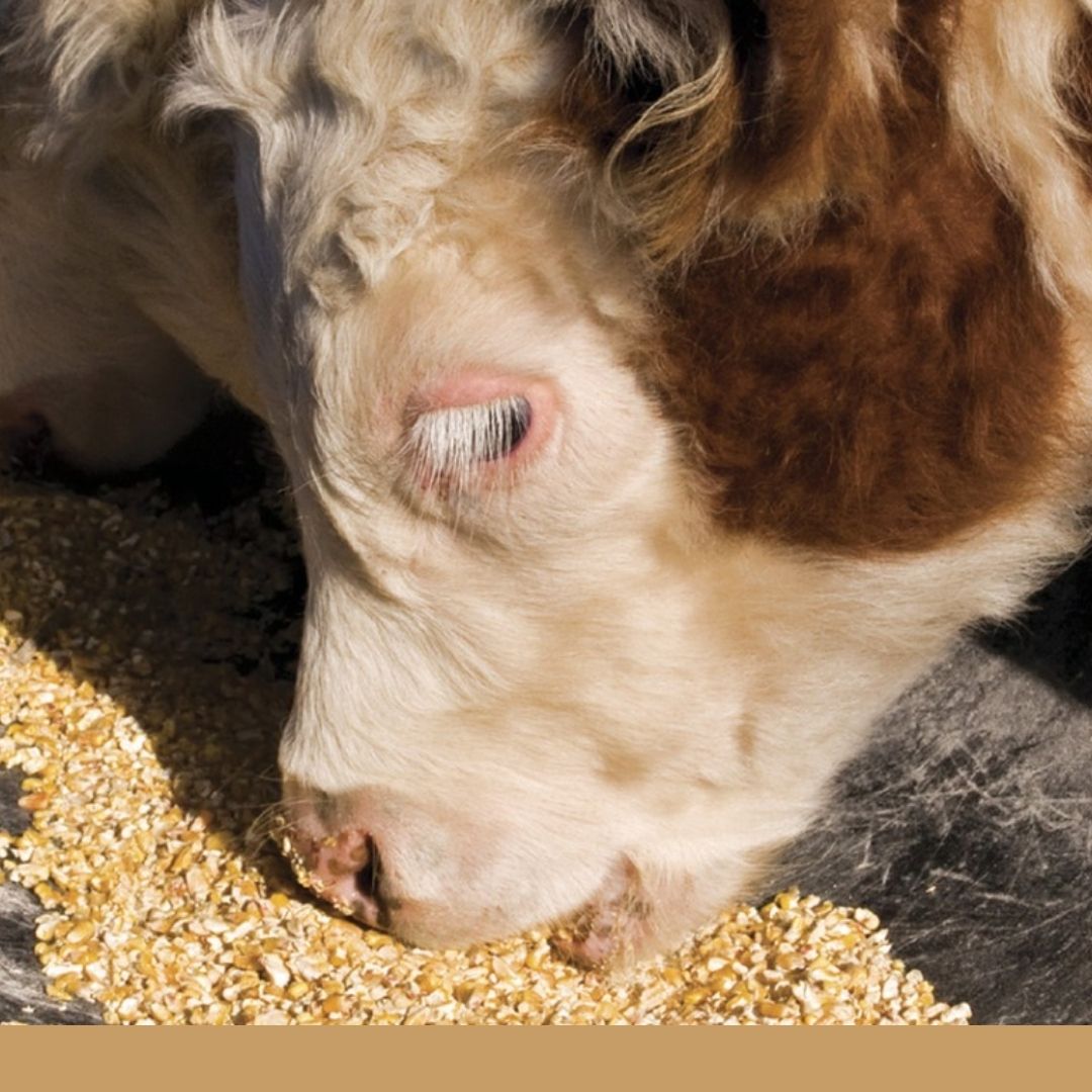 Alza de precios y menor disponibilidad de materias primas y alimento balanceado para el sector Agropecuario