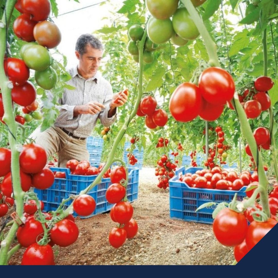 Arancel a tomates: existe dumping en exportación de México a EU