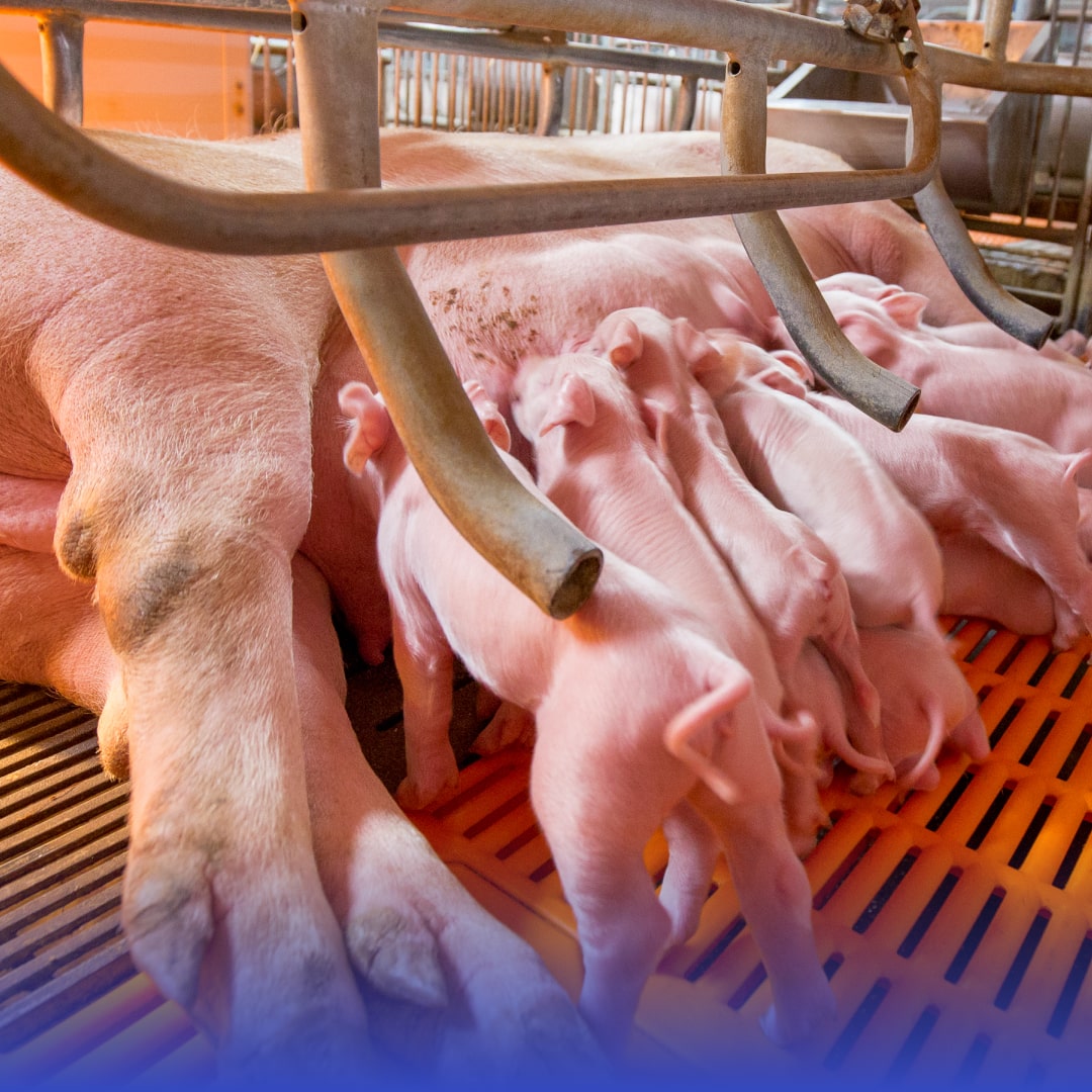 Carne de cerdo: tradición que impulsa a México