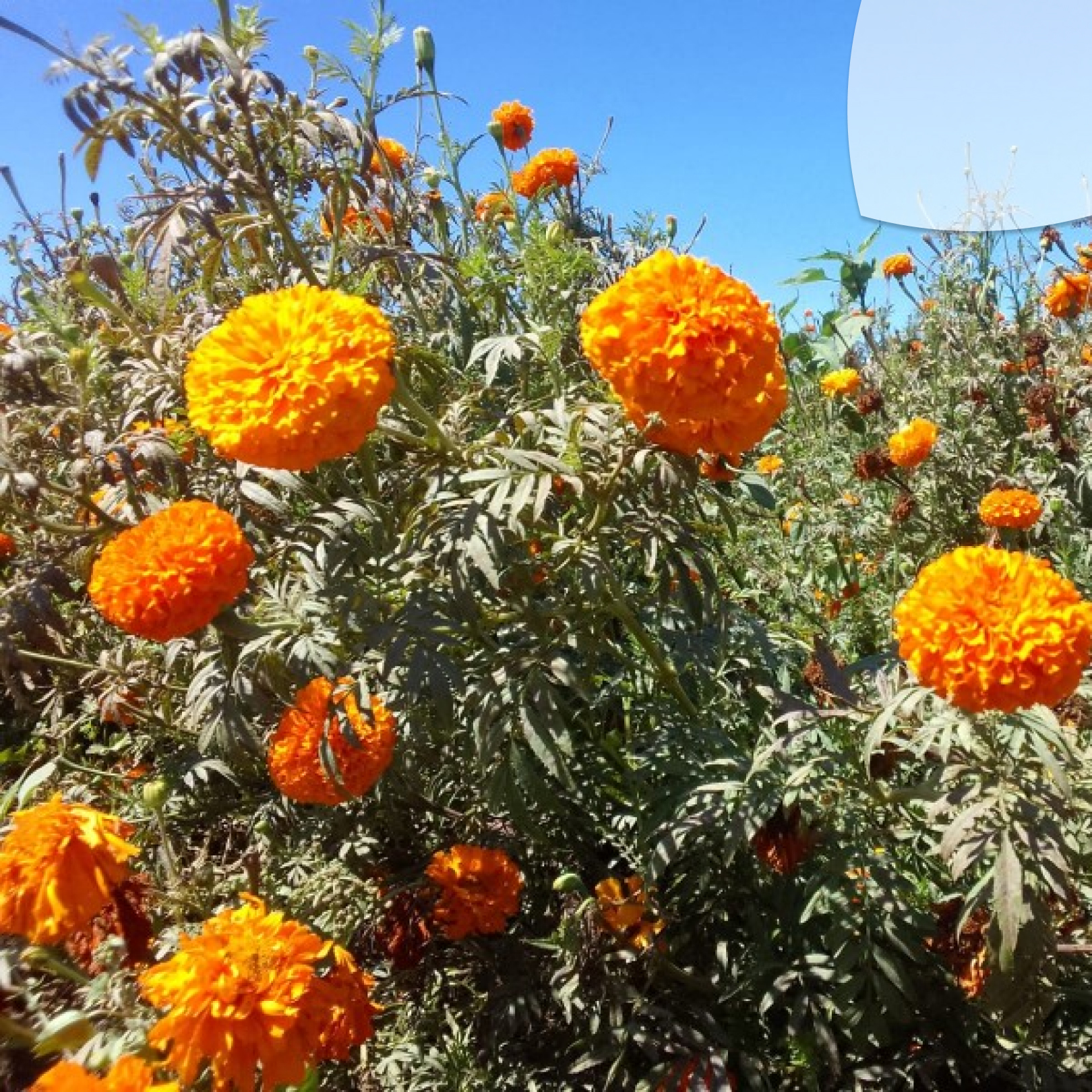 Cosechas Tardías: La lucha por revivir las Flores bajo el sol Implacable