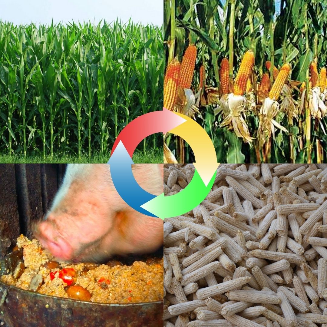 Economía circular en el sector agroalimentario