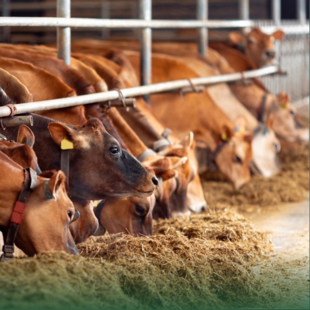 El gusano barrenador del ganado: una amenaza al sector pecuario
