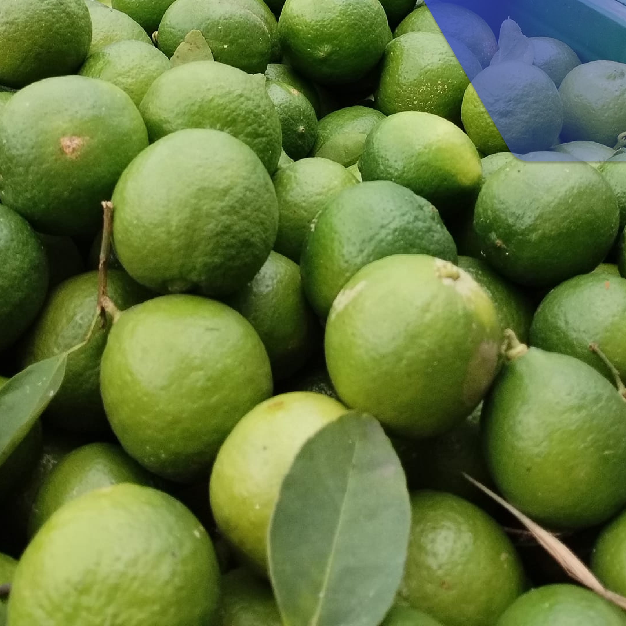 El limón: ¿Por qué sube su precio?