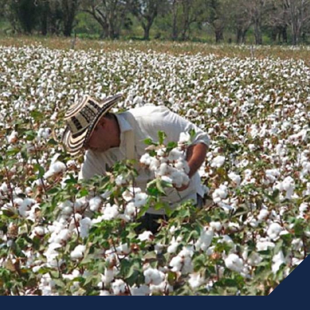 El oro blanco mexicano a Asia: exportación de algodón de la Comarca Lagunera