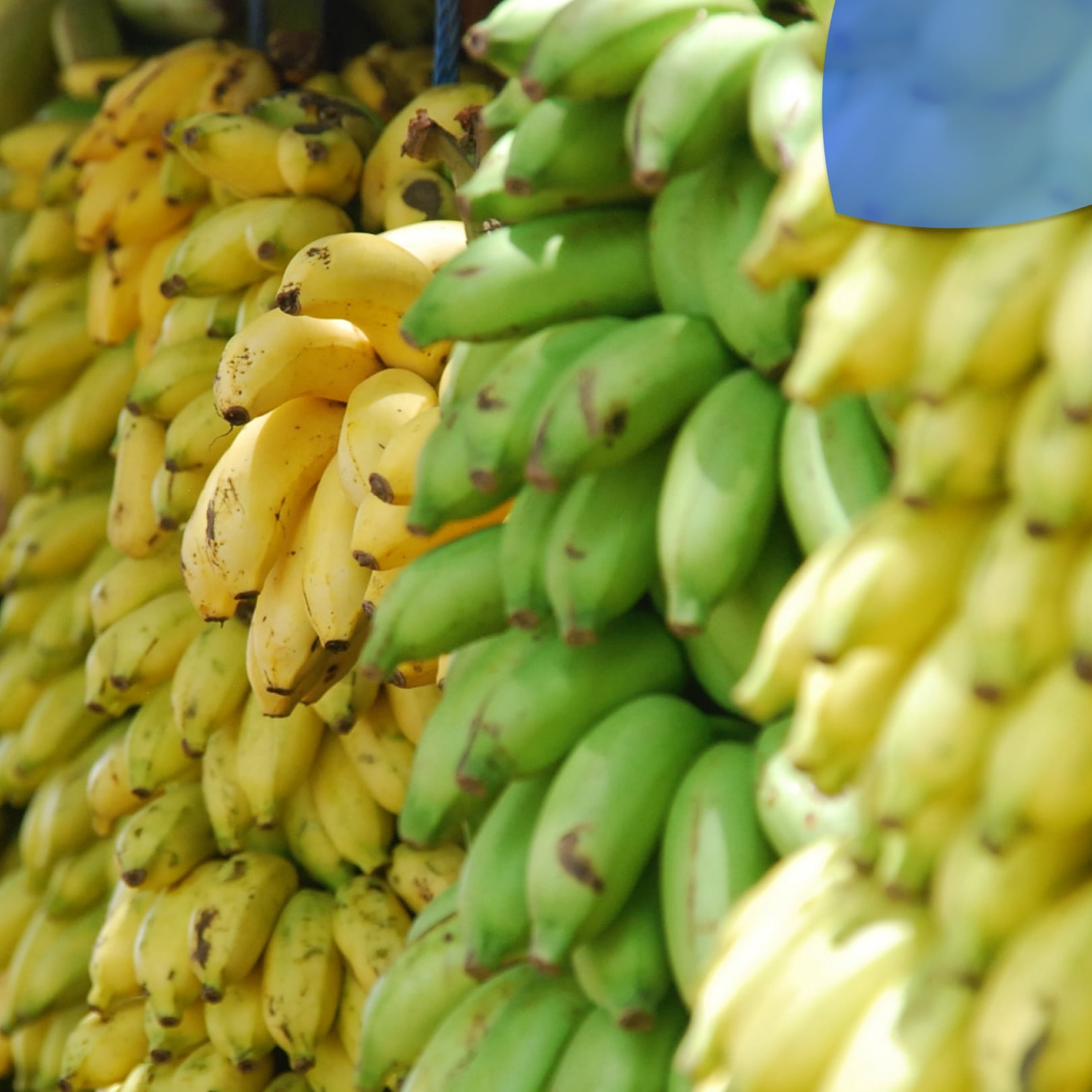 El precio del plátano incrementa y productores ven afectada su economía