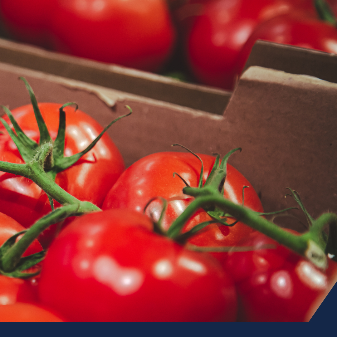 El tomate en México nuevamente se encuentra amenazado.