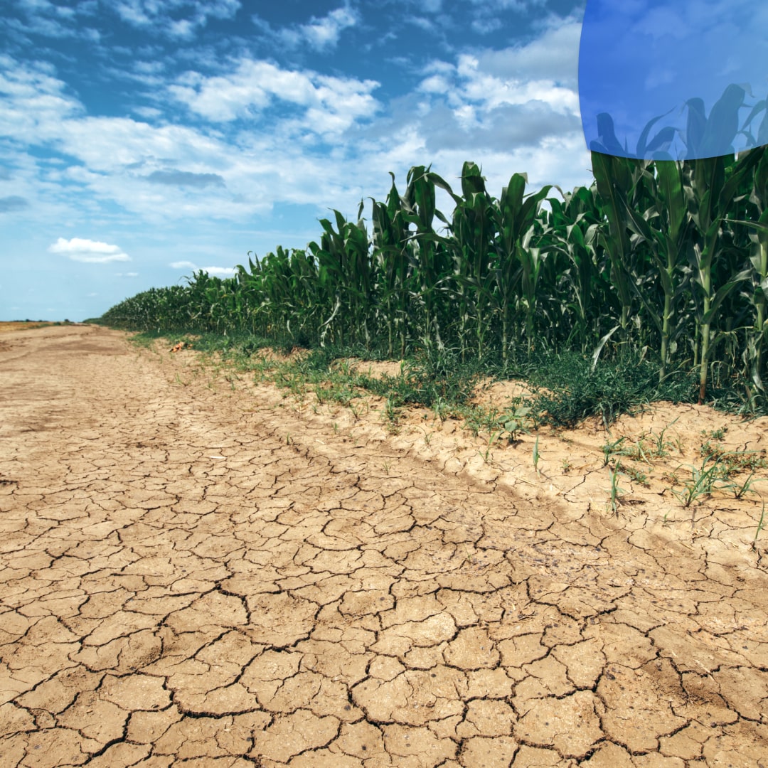 Sequía extrema: Falta de lluvias y aumento de temperaturas azota a toda la república mexicana 