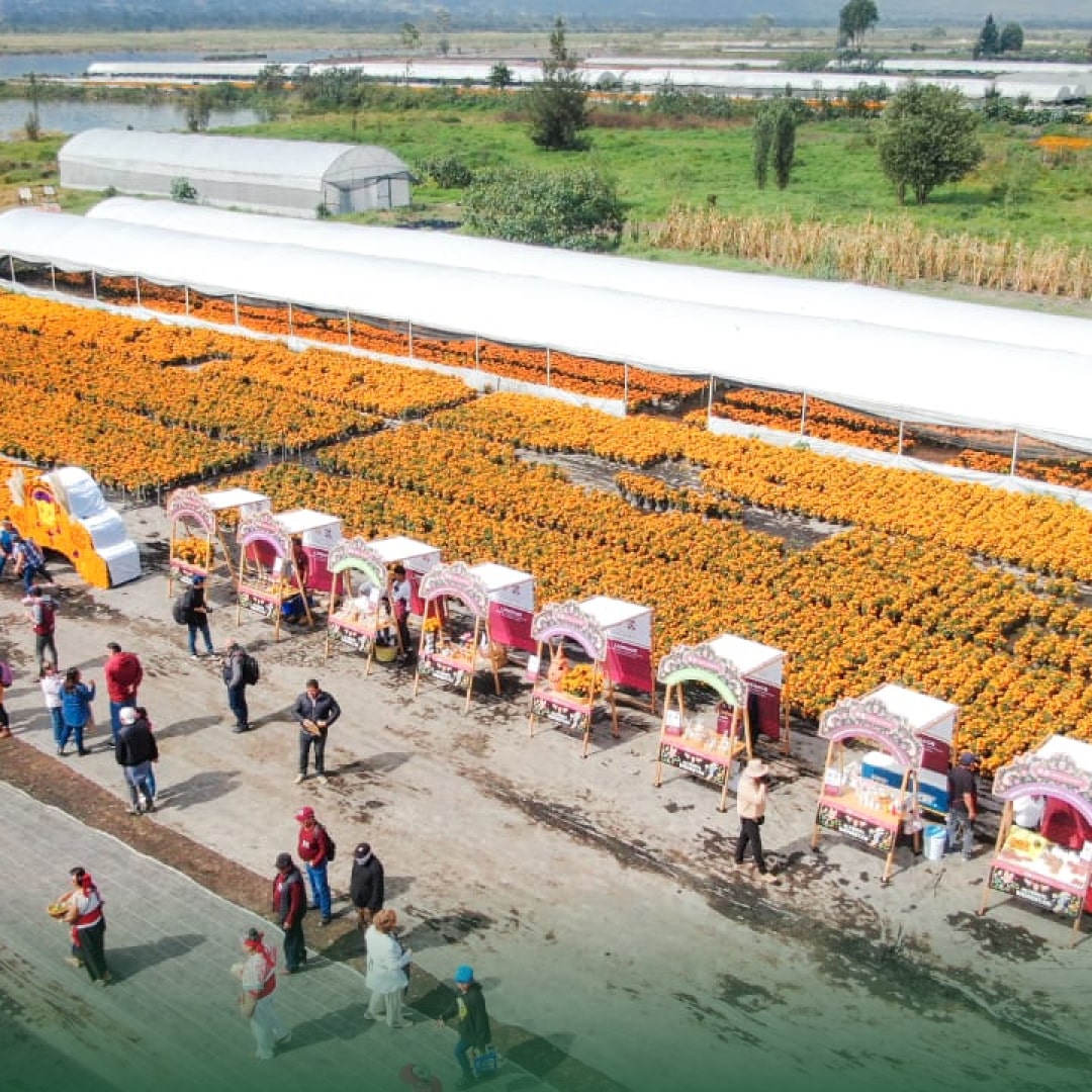 Flor de cempasúchil: Símbolo de tradiciones y oportunidades comerciales agrícola
